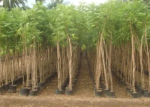 Azadirachta Indica Neem