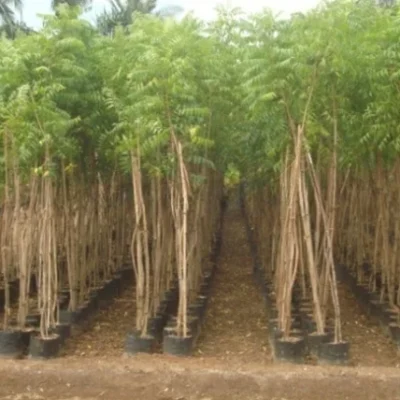 Azadirachta Indica Neem