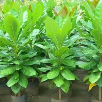 Barringtonia Acutangula