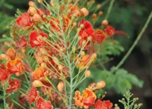 Caesalpinia Pulcherrima