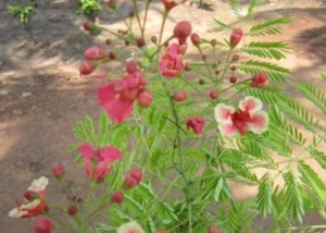 Caesalpinia Pink