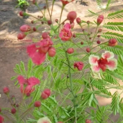 Caesalpinia Pink