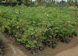 Bauhinia Acuminata