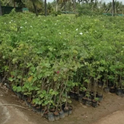 Bauhinia Acuminata