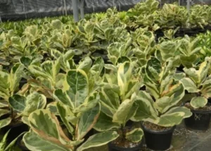 Peperomia Plant