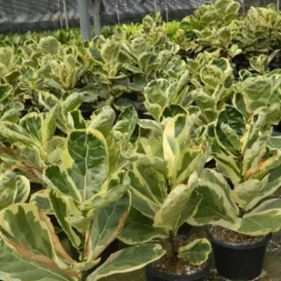 Peperomia Plant