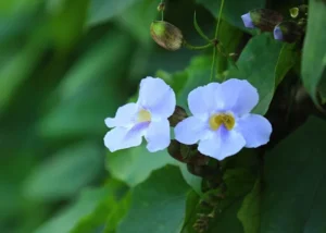 Amazia Blue