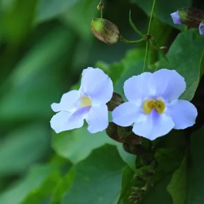 Amazia Blue