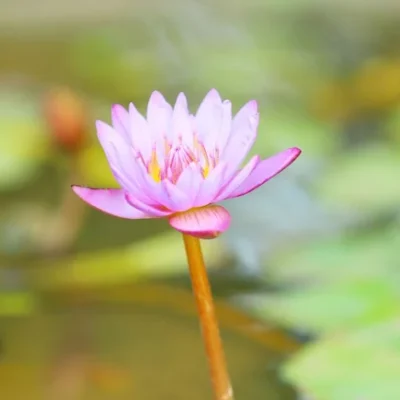 Lotus
