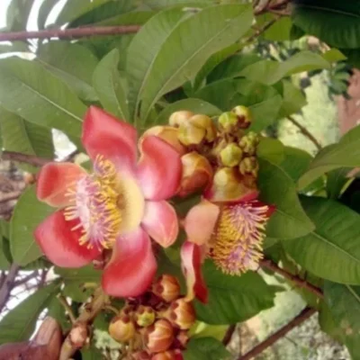 Cannonball Tree