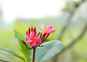 Plumeria Rubra