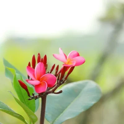 Plumeria Rubra