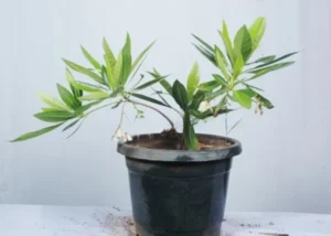 Elaeocarpus Angustifolias