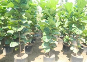 Ficus lyrata