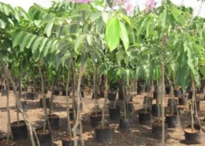 Lagerstroemia Flos Reginae Queens