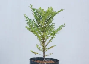 Jacaranda Mimosifolia