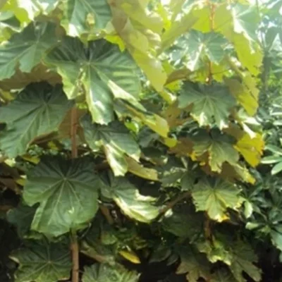 Pterospermum Acerifolium