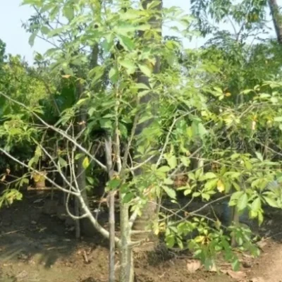 Adansonia Digitata