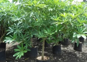 Alstonia Scholaris