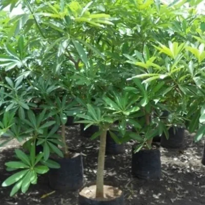 Alstonia Scholaris