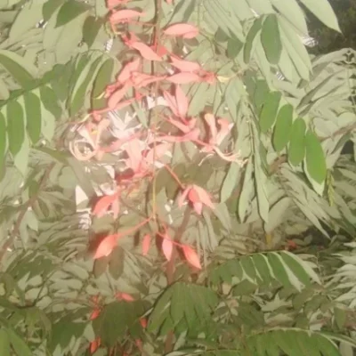 Amherstia Nobilis