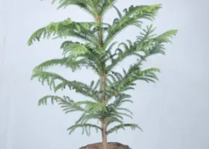 Araucaria Plant