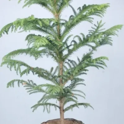 Araucaria Plant