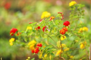 Lantana Red