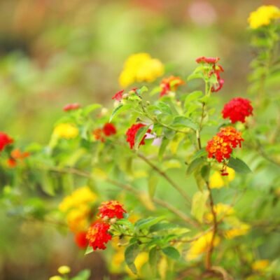 Lantana Red