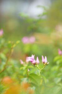 Cryptostegia Grandiflora