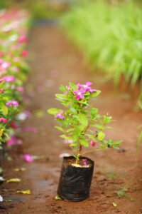 Vinca Rose Pink
