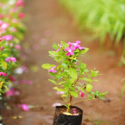 Vinca Rose Pink