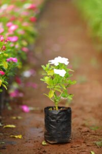 Vinca Rosea White
