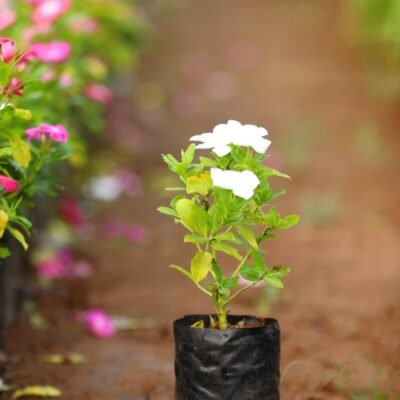 Vinca Rosea White