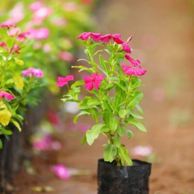 Vinca Rosea Red