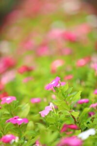 vinca rosea Pink