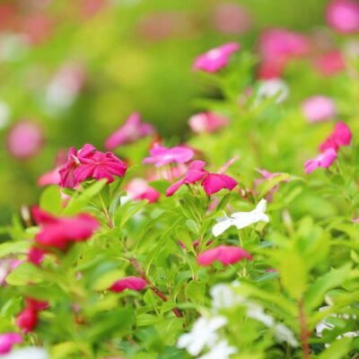 Vinca Rose Multi