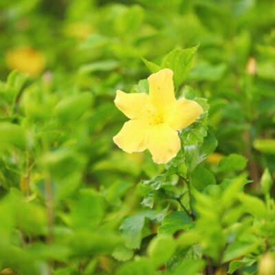 Tenneria Yellow