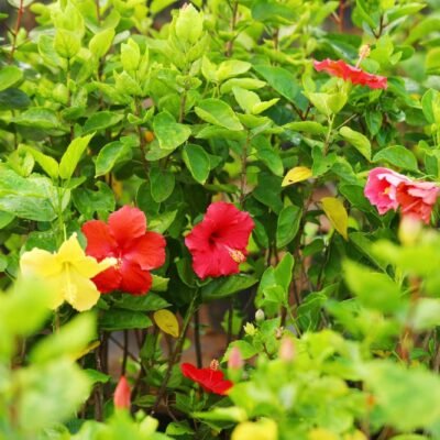 Red Hybiscus