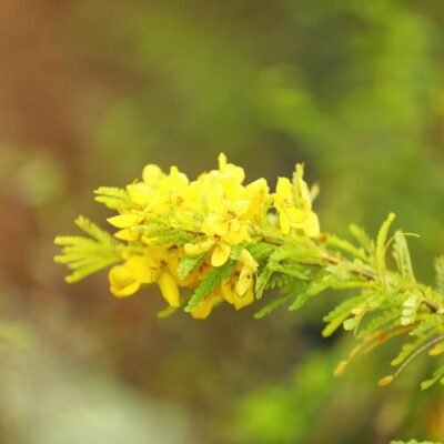 Cassia Byflora