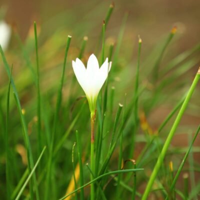 Zafer lily White