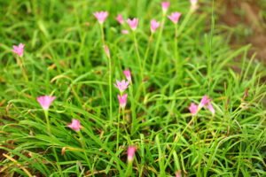 Zafer Lily Pink