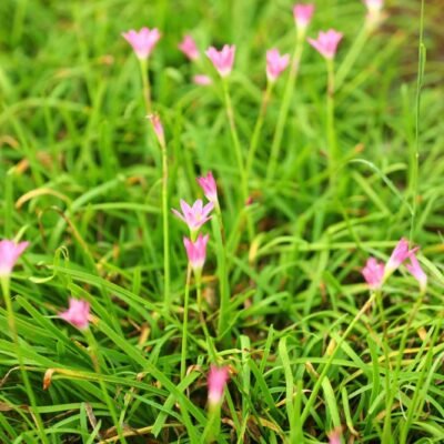 Zafer Lily Pink