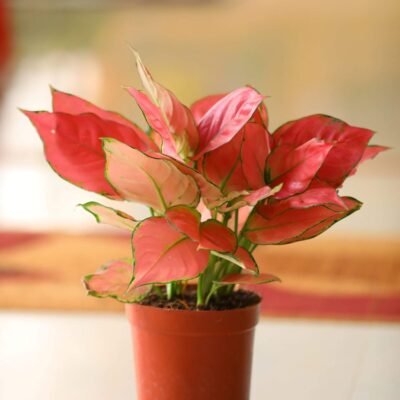 Aglaonema Thai Red