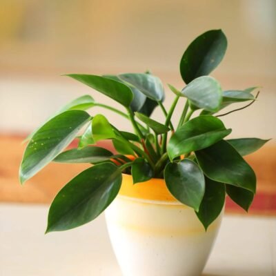 Peperomia Green