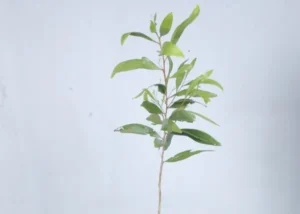 Acasia Auriculiforms