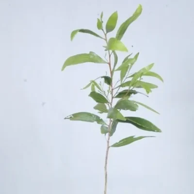 Acasia Auriculiforms