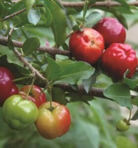Acerola