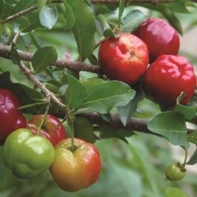 Acerola