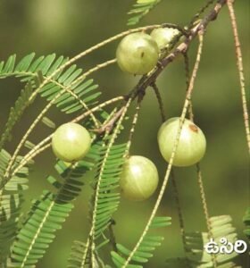 Amla